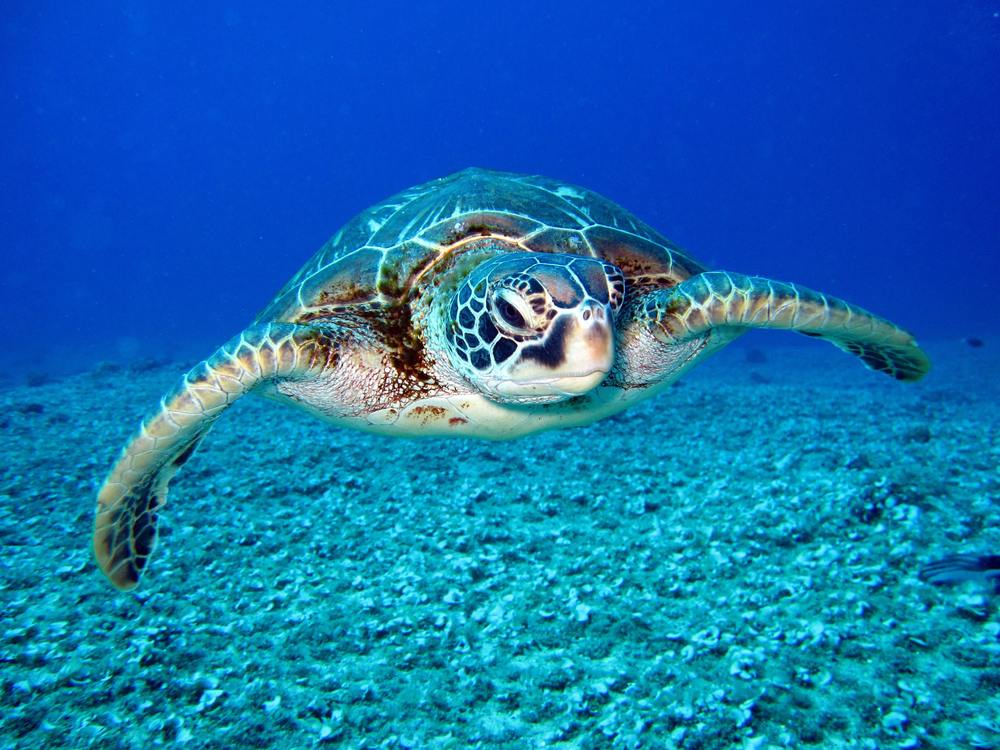 Turtle underwater 