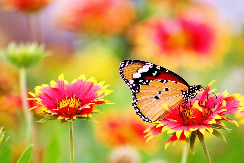butterfly on flower 